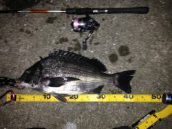 舞洲でのチニング、三度目の正直でアタリ3回…