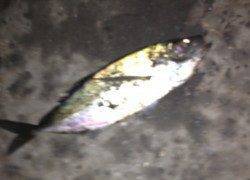 高砂埋立地周辺アジング、フォールで当たりました