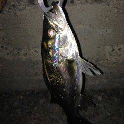 貝塚でバチ抜けシーバス、沖におらずテクトロでの1本