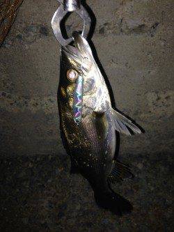 貝塚でバチ抜けシーバス、沖におらずテクトロでの1本