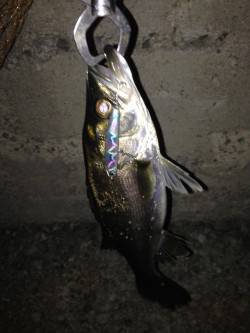 貝塚でバチ抜けシーバス、沖におらずテクトロ…