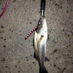 汐見埠頭にて雨の中シーバス、デットスローリトリーブでヒット