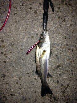 汐見埠頭にて雨の中シーバス、デットスローリトリーブでヒット