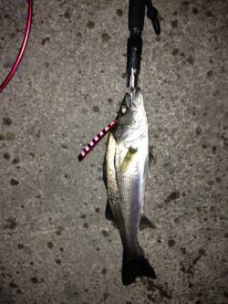 汐見埠頭にて雨の中シーバス、デットスローリ…