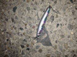 貝塚でバチ抜けシーバス、沖におらずテクトロでの1本