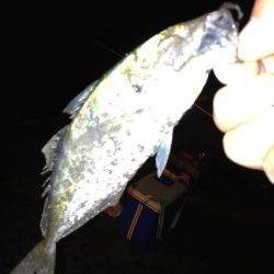 高砂埋立地周辺アジング、フォールで当たりました