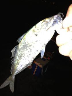 高砂埋立地周辺アジング、フォールで当たりま…