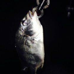 武庫川河口でチニング、アタリはたくさんありました