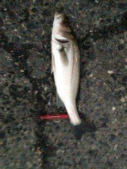 貝塚周辺のバチ抜けシーバス釣果