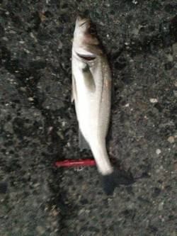 貝塚周辺のバチ抜けシーバス釣果