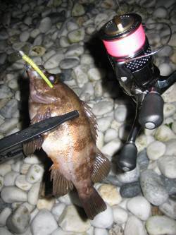 りんくう周辺メバリング、フロートで遠投し潮…