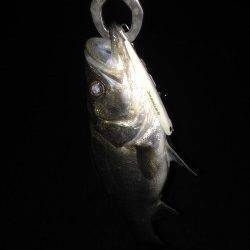 貝塚でバチ抜けシーバス、ボイルがチラホラ見えました