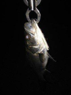 貝塚でバチ抜けシーバス、ボイルがチラホラ見えました