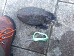 久美浜でエギング、コウイカ2ハイ釣れました…