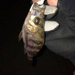 田尻漁港 一晩中のメバリングも小メバルのみ