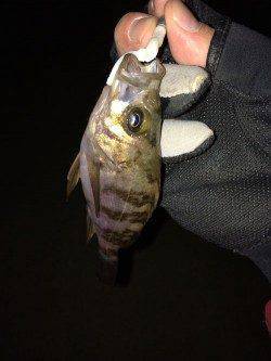 田尻漁港 一晩中のメバリングも小メバルのみ