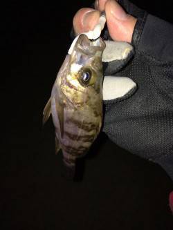 田尻漁港 一晩中のメバリングも小メバルのみ…