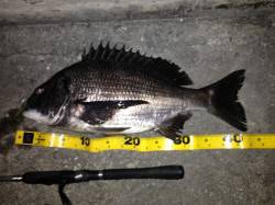 最近上向きぎみのチヌ狙い釣行〜舞洲のチニン…