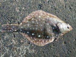 なかなかのサイズがきました！ 竹野にて投げ釣りでカレイ