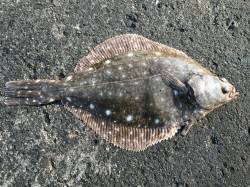 なかなかのサイズがきました！ 竹野にて投げ…