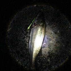 貝塚シーバス〜表層をデットスローで巻いていると釣れました