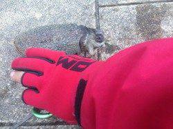 久美浜でエギング、コウイカ2ハイ釣れました^o^