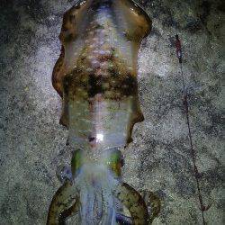 爆風の中のメバリング　りんくう周辺メバル釣果