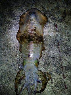 爆風の中のメバリング　りんくう周辺メバル釣果