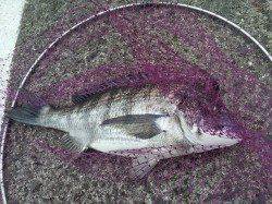 淡路島・阿那賀フロートリグでメバル、合間に27cmの良型ガシラも♪