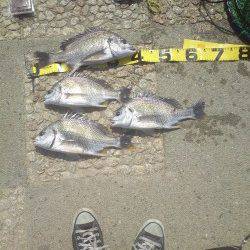 武庫川河口でブッコミ釣り　見事キビレ4枚