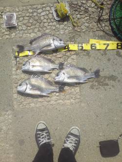 武庫川河口でブッコミ釣り　見事キビレ4枚