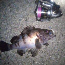 大蔵海岸メバリング、表層のズル引きでバタバタといいサイズ