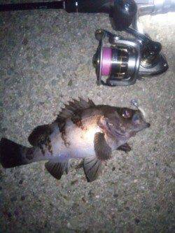 大蔵海岸メバリング、表層のズル引きでバタバタといいサイズ