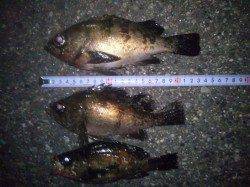 大蔵海岸メバリング、表層のズル引きでバタバタといいサイズ