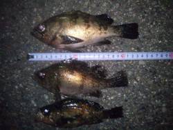 大蔵海岸メバリング、表層のズル引きでバタバ…