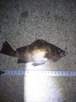 大蔵海岸　22～23時のメバリング釣行