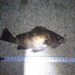 大蔵海岸　22～23時のメバリング釣行