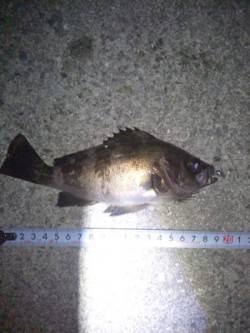 大蔵海岸　22～23時のメバリング釣行