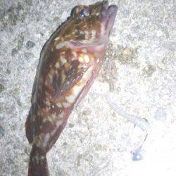 大蔵海岸　22～23時のメバリング釣行