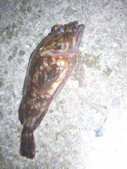 大蔵海岸　22～23時のメバリング釣行