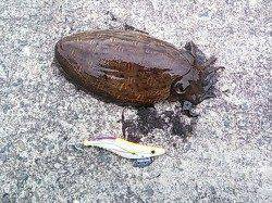 和歌山県中紀でエギング、まだまだコウイカが楽しめそうです