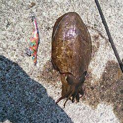 白浜周辺　日中のエギングでコウイカがヒット☆