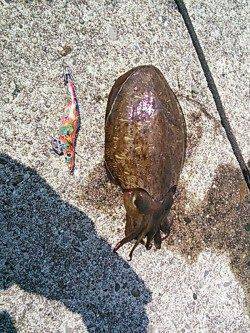 白浜周辺　日中のエギングでコウイカがヒット☆