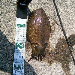 白浜周辺　日中のエギングでコウイカがヒット☆