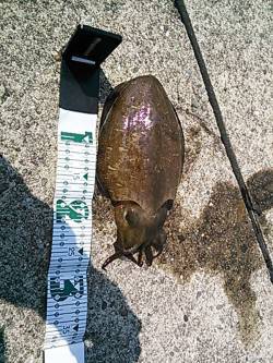 白浜周辺　日中のエギングでコウイカがヒット…