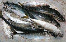 下浜港周辺地磯釣行〜夕方アジ回遊待ちに変更しました