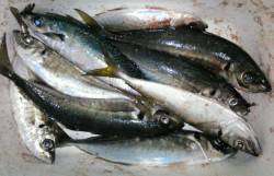 下浜港周辺地磯釣行〜夕方アジ回遊待ちに変更…