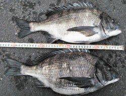 久美浜　フカセ釣りで良型チヌ5枚！