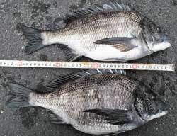 久美浜　フカセ釣りで良型チヌ5枚！