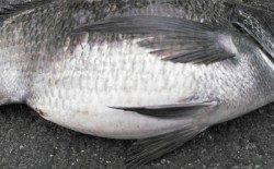 久美浜　フカセ釣りで良型チヌ5枚！